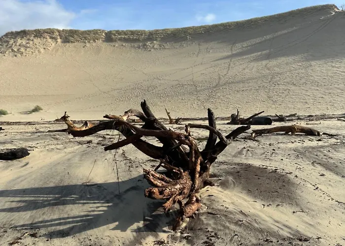 Les Mimosas * Αρασόν